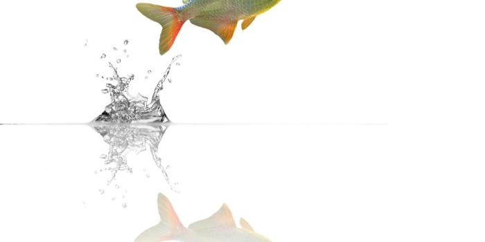 1280x1024 Download wallpaper 1280x1024 fish, jump, water hd background