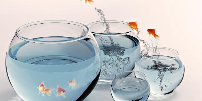 1680x1050 Jumping fish HD Wallpaper