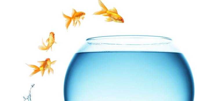 3840x2400 Download wallpaper 3840x2400 fish, jump, change, aquariums