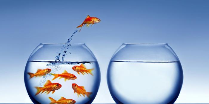 1920x1200 Free download Golden fishs in a bowl and one fish jumps