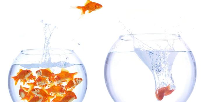 1280x1024 School of goldfish in fish bowl and one jumping out HD