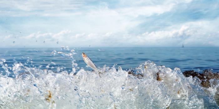 1920x1080 Fish Jumping out of Water Wallpaper - Wallpaper Stream