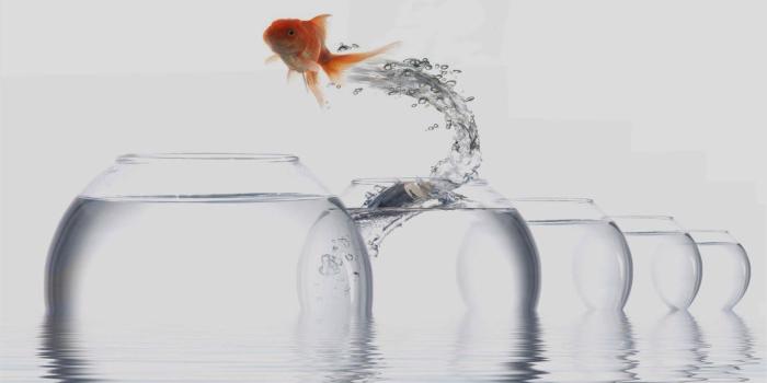1366x768 all about insurance: Jumping goldfish wallpapers