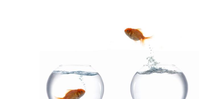 1280x720 Download wallpaper 1280x720 aquariums, fish, jump, steam