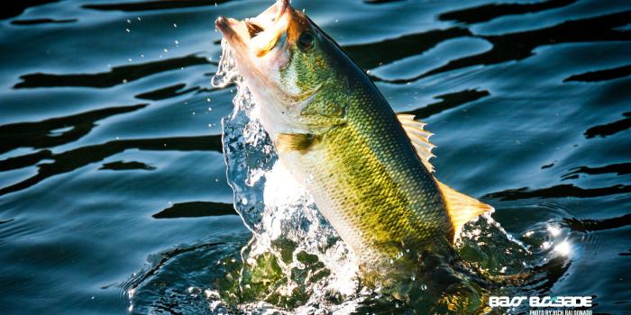 1920x1200 FISHING fish sport water fishes lake river bass wallpaper