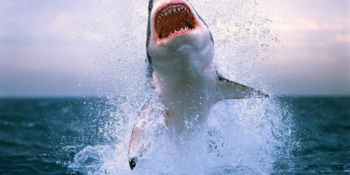 1600x1000 Jumping Fish Hd Wallpaper | One Wallpapers