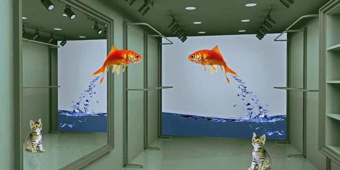 1600x1200 all about insurance: Fish jumping funny wallpapers