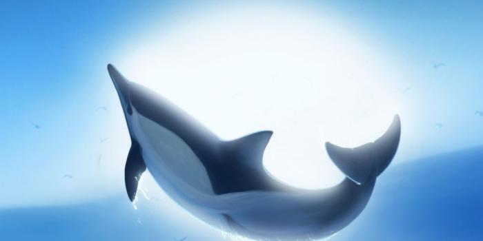 1080x2160 Download 1080x2160 wallpaper whale fish, jump, sea and moon