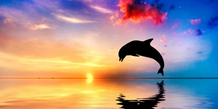 6000x4000 Dolphin Jumping Out Of Water Sunset View 4k, HD Animals, 4k