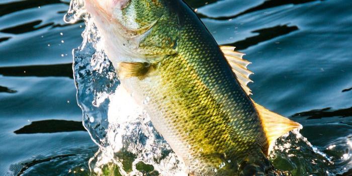 1024x1024 Image result for photo of largemouth bass jumping in 2019