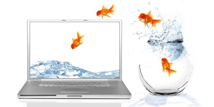 1920x1200 Goldfish HD Wallpaper | Background Image | 1920x1200 | ID