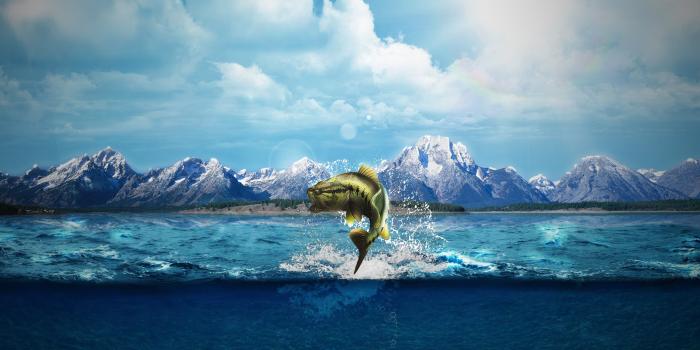 3551x1995 Brown and black fish jump over the water during daytime