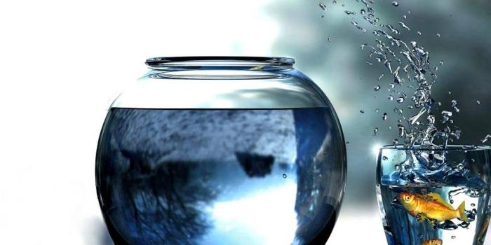 1024x768 2828269 digital art goldfish glass fishbowls fish jumping