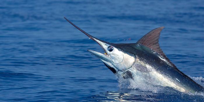 3892x2586 FISHING fish sport water fishes (13) wallpaper | 3892x2586