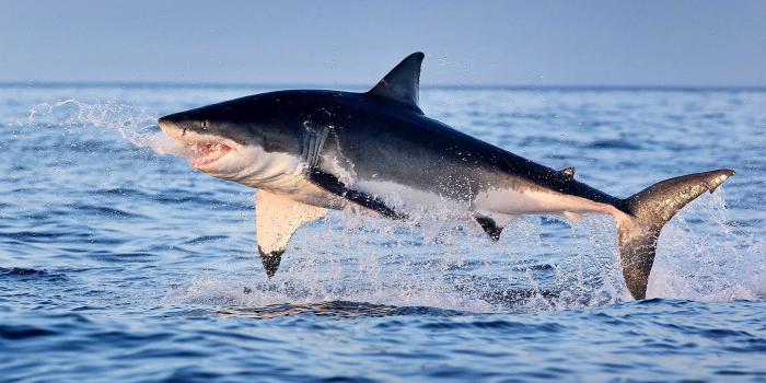 3840x2400 Great White Shark Jumping Out Of Water Hd Wallpaper