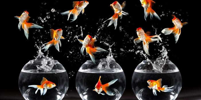 1920x1200 Dancing Fish[1920*1200] : wallpaper