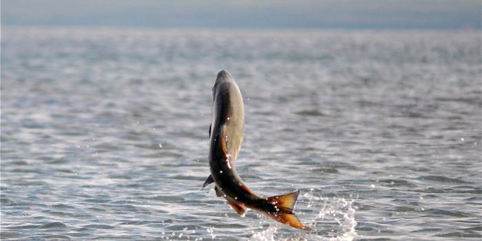 2048x1365 Endangered Species Program | ESA Success Story