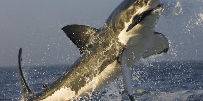 1680x1050 3312284 1680x1050 Shark, Fish, Catch, Jump, Splash wallpaper