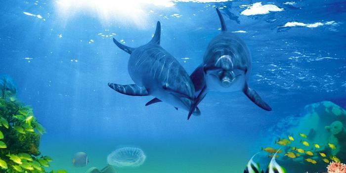 1920x1080 Animated Dolphin Screensavers Wallpaper (46+ images)