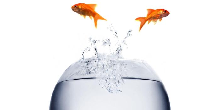 1920x1200 Goldfish Wallpapers