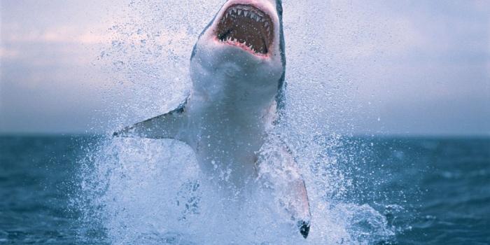 1280x804 Big white jump wallpapers | Big white jump stock photos