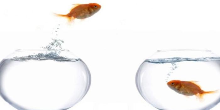 1680x1050 33+] Moving Fish Bowl Wallpaper on WallpaperSafari