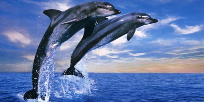 1024x768 Dolphin Wallpaper - Wallpapers Browse