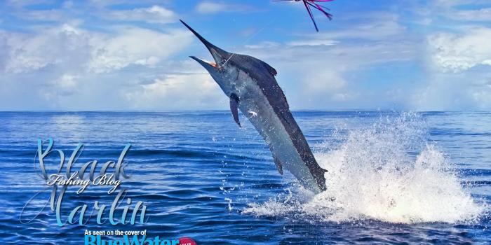 1877x1408 Best 58+ Marlin Wallpaper on HipWallpaper | Marlin Wallpaper