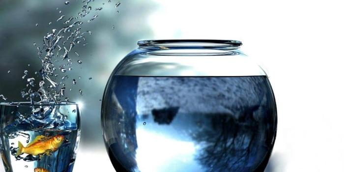 1024x768 Fish jumping out of the glass in an aquarium wallpapers and