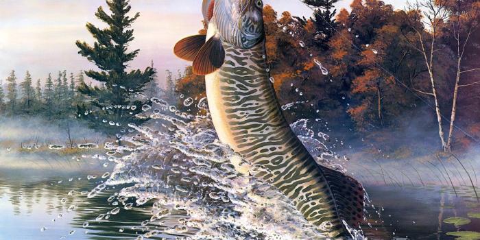 1332x850 Wallpaper autumn, water, trees, squirt, nature, fog, river