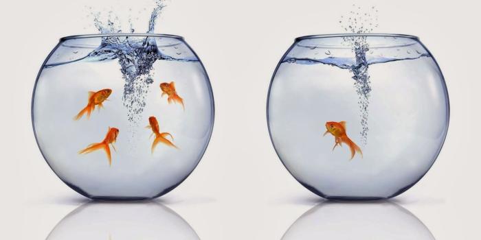 1600x1243 Beautiful Gold Fish Jumps Bowl 4u HD Wallpaper - all 4u
