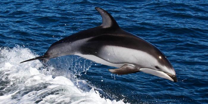 1600x900 Dolphins Fish Photos HD Wallpaper