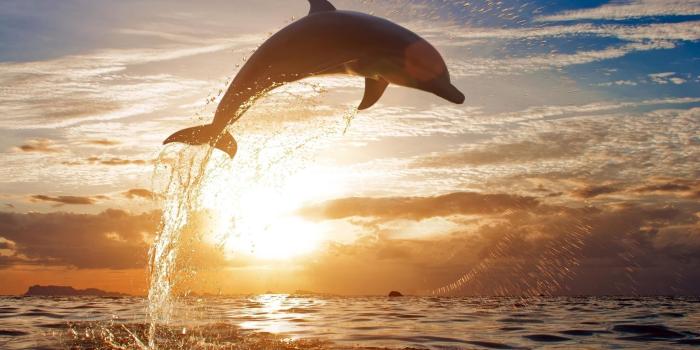 2560x1600 Animated Dolphin Screensavers Wallpaper (46+ images)