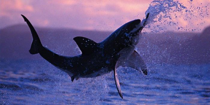 1920x1200 Shark Jumping Wallpaper 62763 1920x1200px