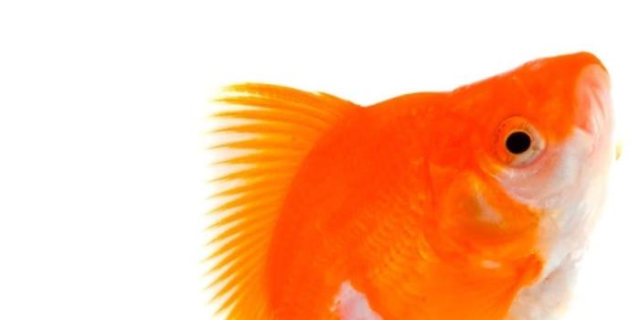 1080x1920 25+ Best Fish Wallpapers For Iphone - Templatefor