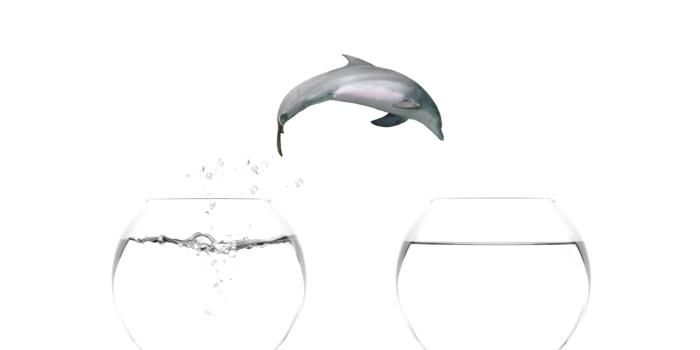 1280x1024 Dolphin jump out of filled fishbowl into another fishbowl HD