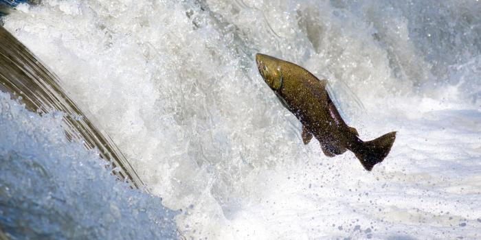 2880x1620 Download wallpaper: Salmon jumping over waterfall 2880x1620