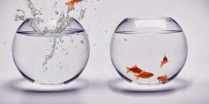 1600x1200 Fish-jumping-out-of-bowl-PhotoXpress