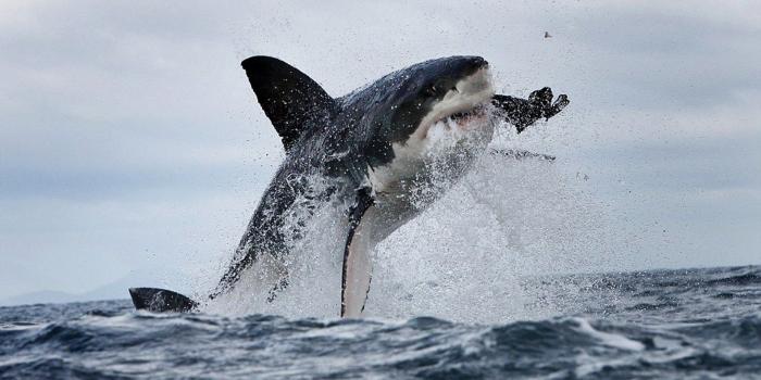 1920x1187 Shark Jumping HD Wallpapers 20379 - Baltana