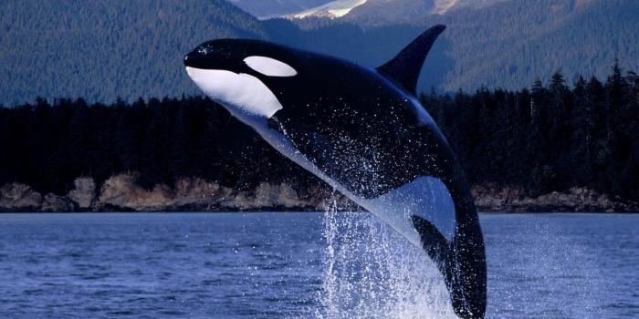 1600x1200 Dolphin Jumping Out Of Water Wallpaper