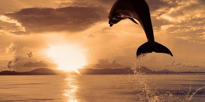 1440x1280 Dolphin Jump Wallpaper by iLovedUB4 - 1d - Free on ZEDGE™