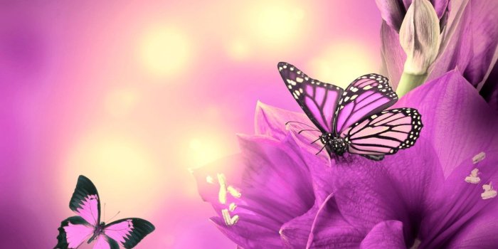 1332x850 Wallpaper butterfly, flowers, flowers, purple, butterflies
