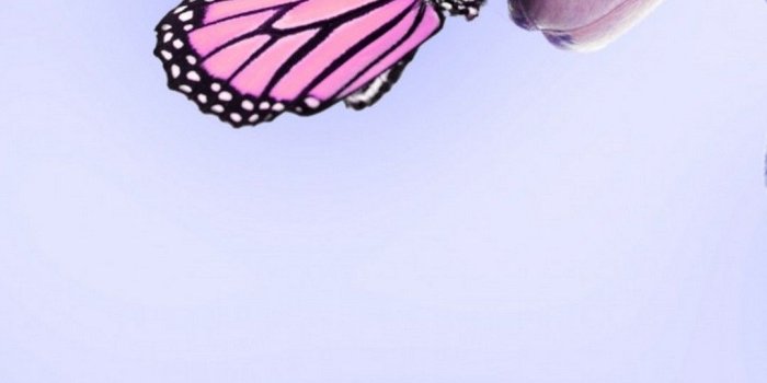1080x1920 Purple Butterfly Android Wallpaper - 2019 Android Wallpapers
