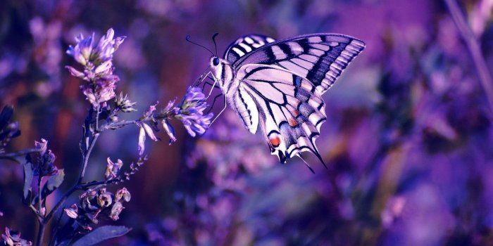 1280x720 Purple Butterfly, resolution, photo wallpapers | Purple