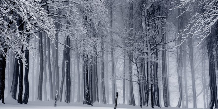 2880x1800 Winter Forest Wallpapers - Top Free Winter Forest