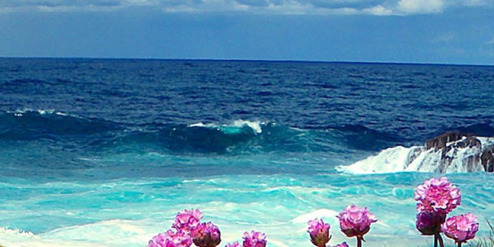 1440x2560 Flower Samsung Galaxy S5 Wallpapers 118 | NATURE | Beautiful