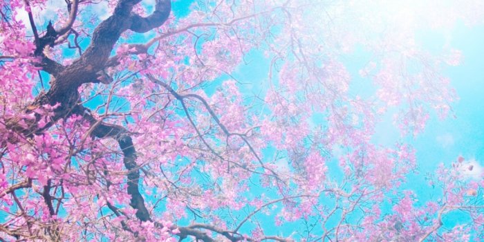 1080x1920 Pink Flowers - Best HD Wallpapers For iPhone and Android Devices