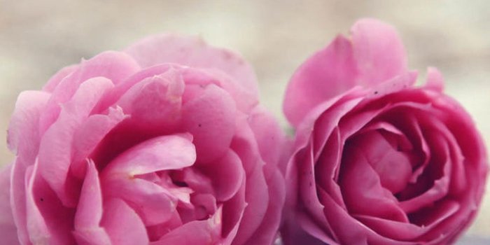 1080x1920 Galaxy Flower Wallpaper , (59+) Pictures