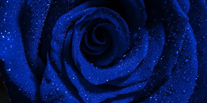 938x1668 Download wallpaper 938x1668 rose, blue rose, drops, bud