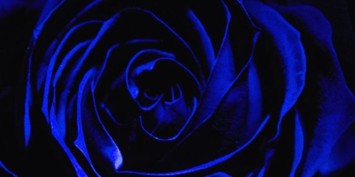 720x1280 Blue rose, dark, close up, 720x1280 wallpaper | Black roses